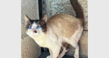 A photo of a cat with black, white and ginger colouring with its tail in the air taken inside a kennel at SPCA.