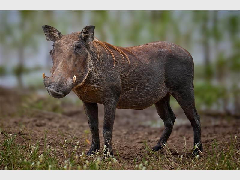 A warthog.