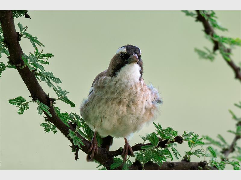 A photo of a black and white bird perched on a tree branch sprouting green leaves.
