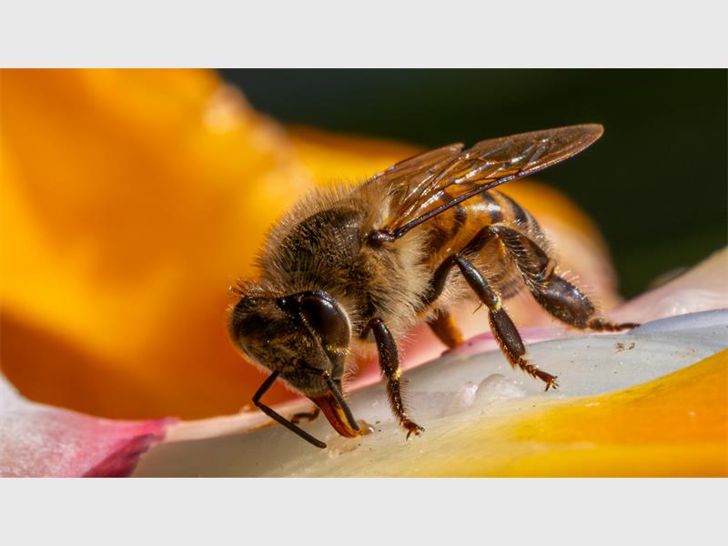 A close-up of a bee on a flower.