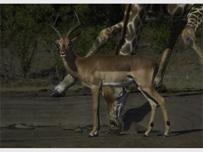 An impala at a waterhole with a giraffe next to it with the giraffe's head visible below the buck's belly.