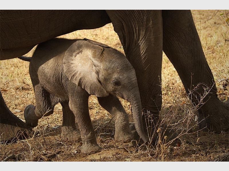 A baby elephant under its mom, behind her front legs.
