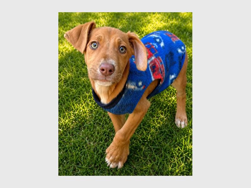 Why not open your heart and home to a pet in need of a second chance at love and happiness?