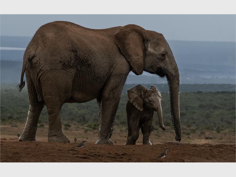 A mom and baby elephant photographed on an open plain in the bush.