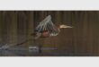 A bird skimming the water with wings outstretched ready to take flight.