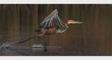 A bird skimming the water with wings outstretched ready to take flight.