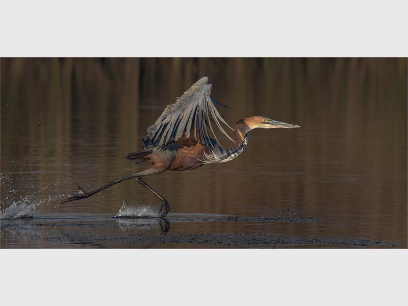 A bird skimming the water with wings outstretched ready to take flight.