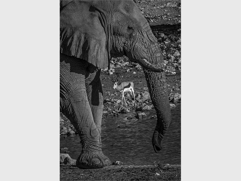 A black and white photo of an elephant's shoulders, head and trunk.