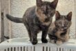 cats