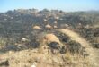 Termite mounds on Melville Koppies among burnt vegetation.