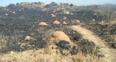 Termite mounds on Melville Koppies among burnt vegetation.