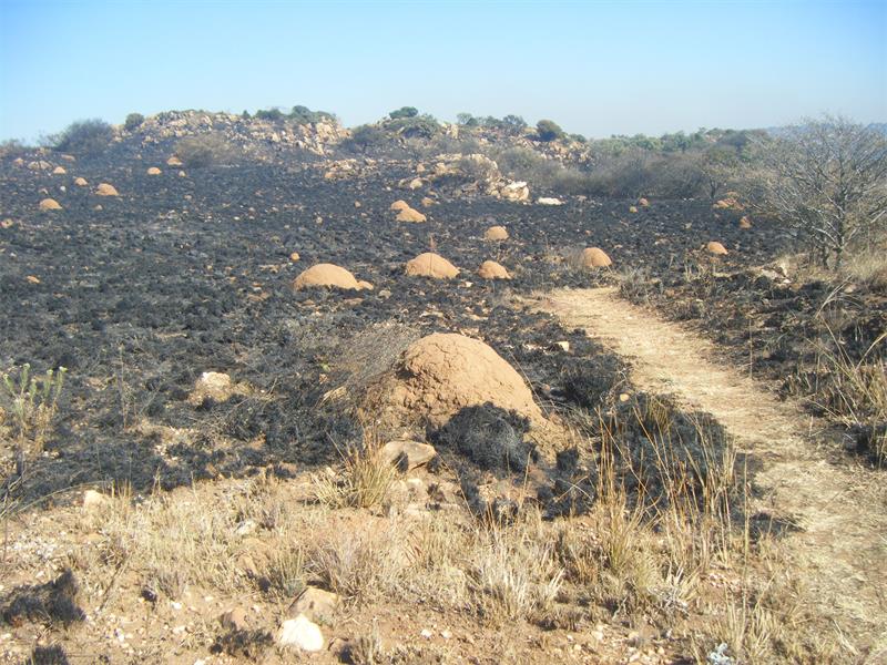Termite mounds on Melville Koppies among burnt vegetation.
