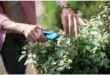 A white woman's hands holding a garden shears while she prunes a shrub.