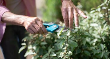 A white woman's hands holding a garden shears while she prunes a shrub.