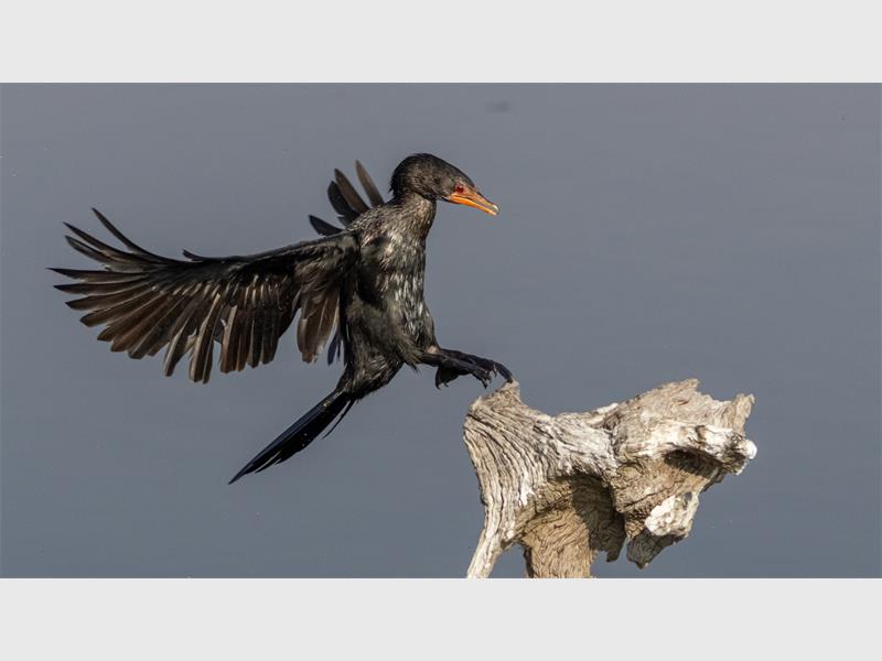A bird with wings outspread landing on a dry tree branch.