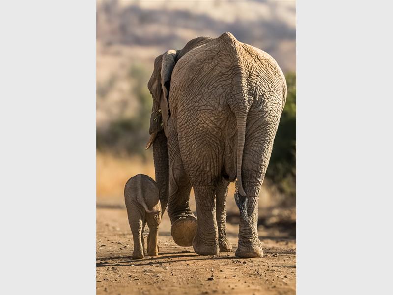 An adult and baby elephant walking on a dusty path photographed from the back.