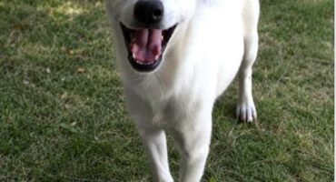 a dog