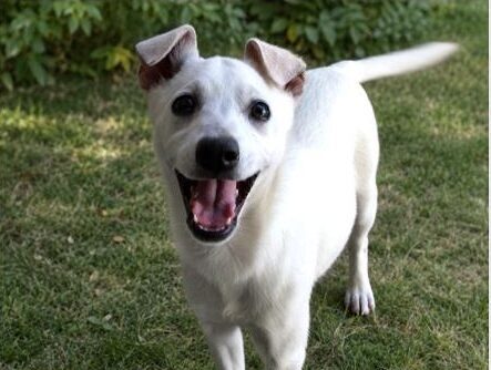 a dog