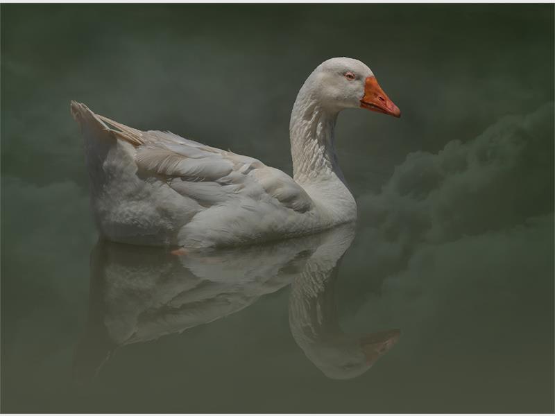 A goose on a pond with the reflection of clouds on the water.