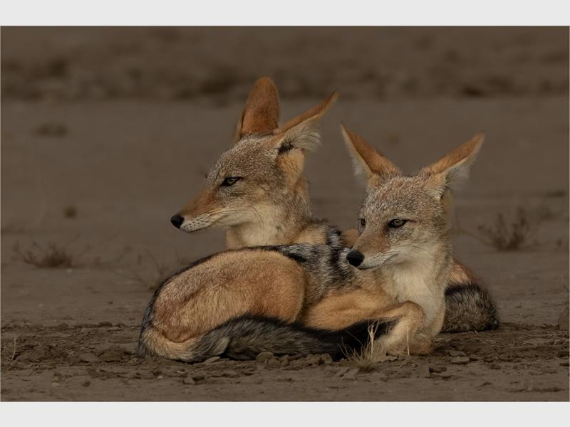 All skills levels are welcome to join Boksburg Camera Club.