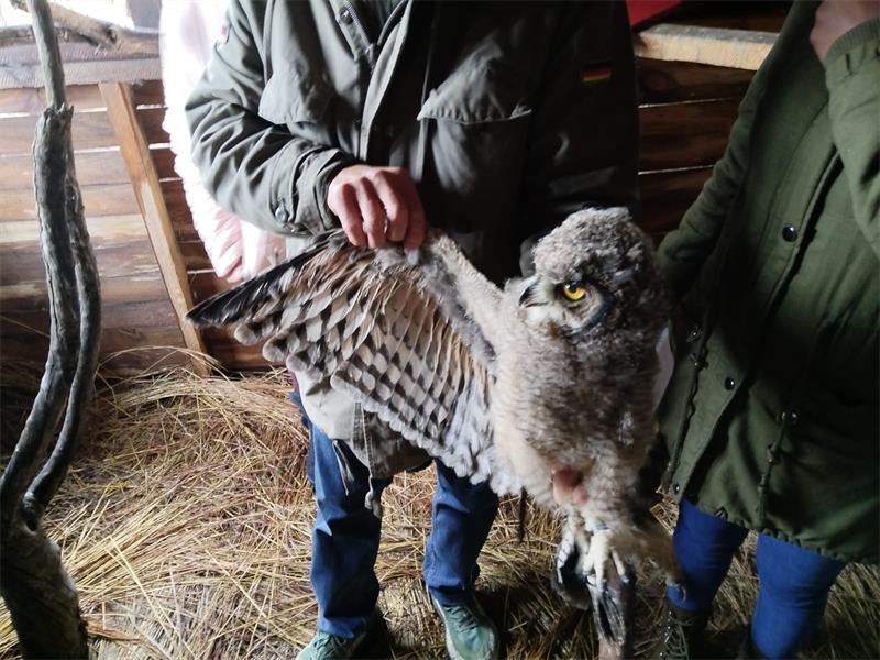 The Spotted Eagle Owl was discovered on the highway between Standerton and Volksrust by the SPCA inspector Jen Tinkler and safely handed to Owlproject.org.