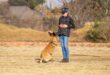 Woman stands with her hands crossed looking at a brown dog