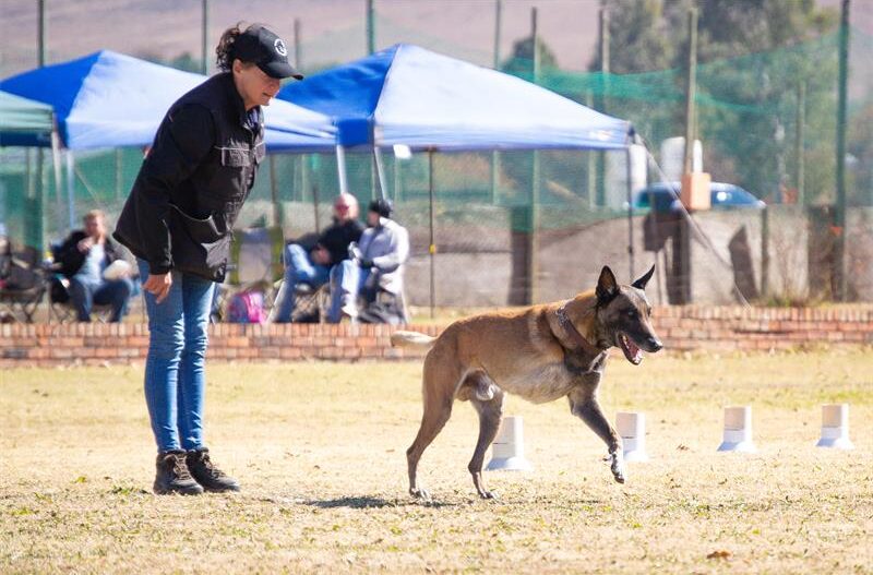 Three-legged dog running from a woman