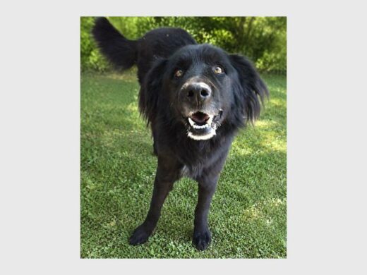 a dog