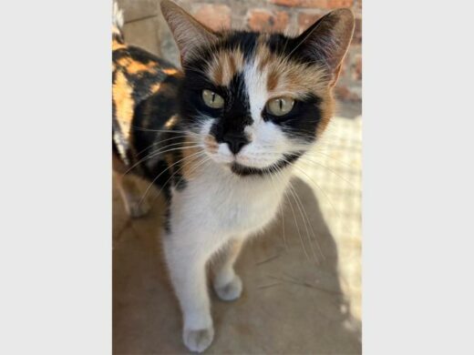 a cat