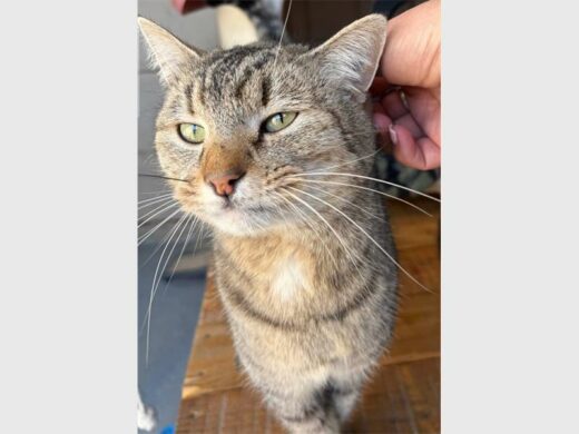 a cat