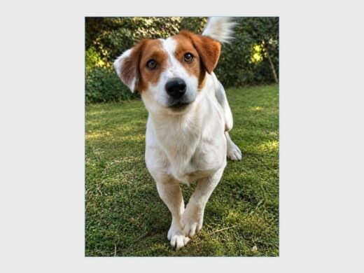 a dog
