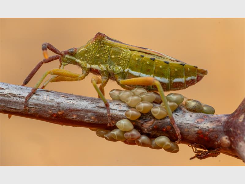 A large green insect on a branch with eggs underneath it.