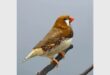 A Bengalese finch. Photo: supplied.