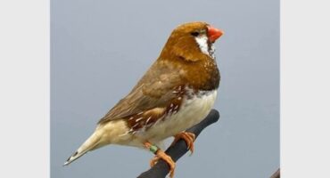 A Bengalese finch. Photo: supplied.