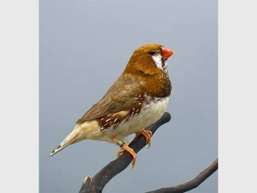 A Bengalese finch. Photo: supplied.