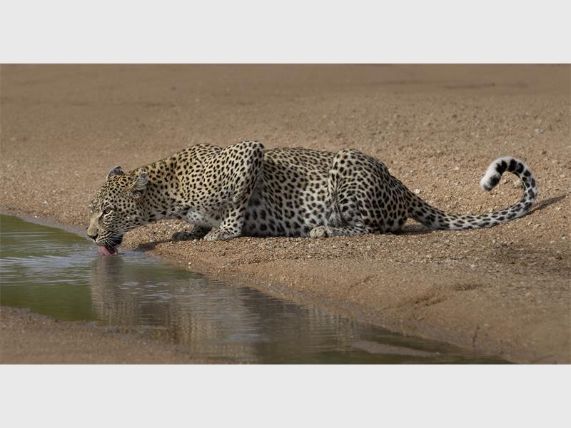 A leopard drinking from a river.