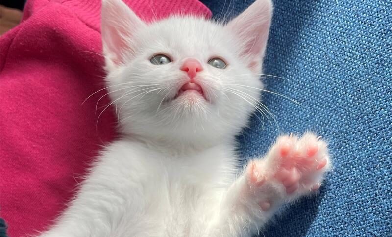 All the info you need about Boksburg's Cutest Pet is also in our e-editions dated September 4 & 11 online at www.boksburgadvertiser.co.za