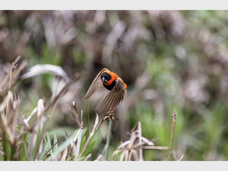 Visit gardenday.co.za for more ideas and the full event listings.