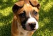 a dog