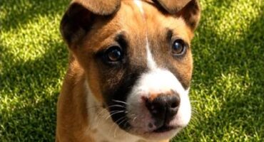 a dog