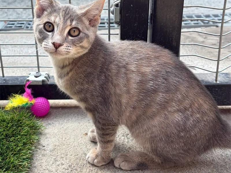 A CAT 