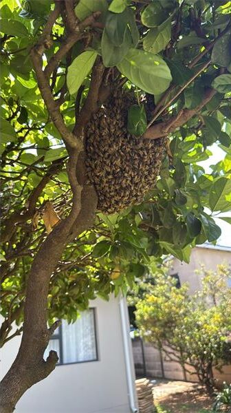 Image of a swarm of bees resting in a tree during their migration.