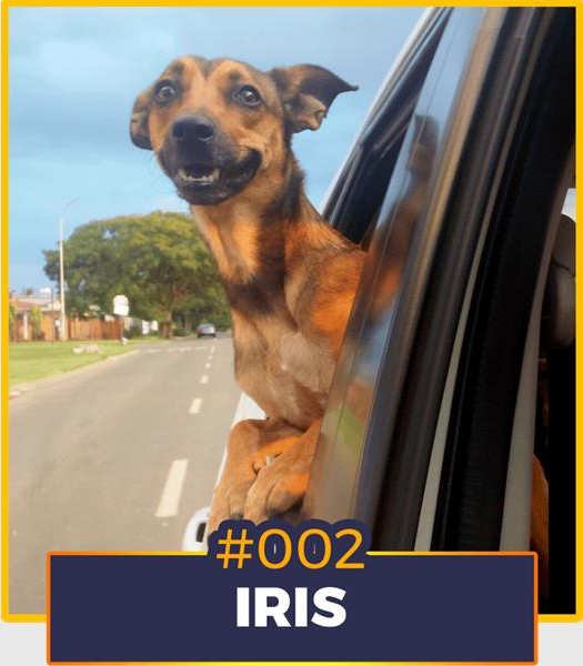 A dog showing his half body outside the car