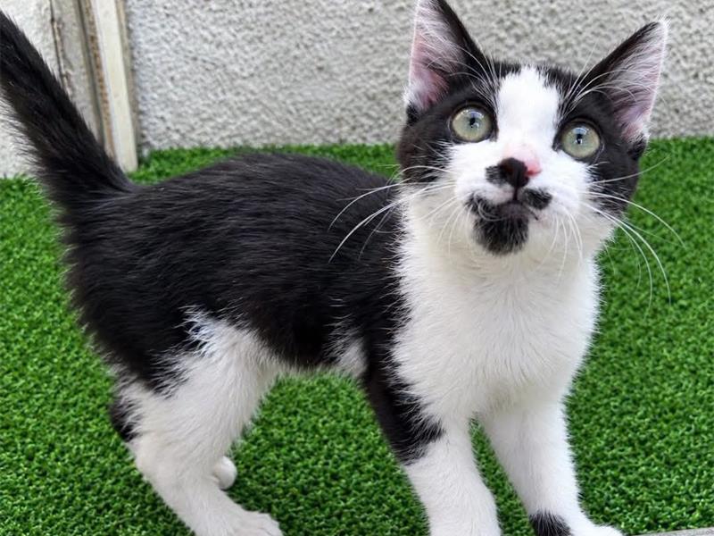 Black and white cat