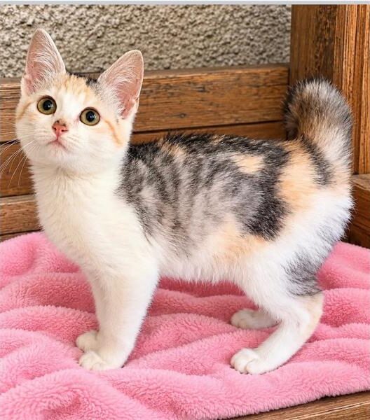 Kitten standing on a pink blanket