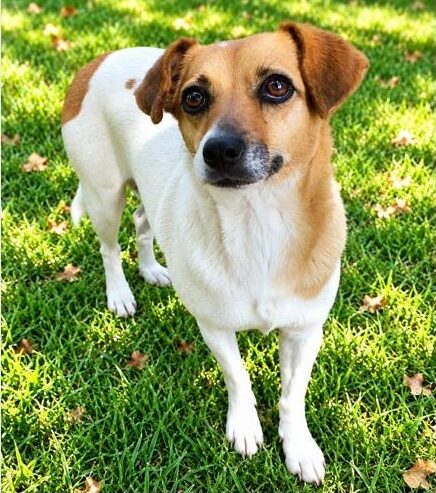 Brown and white dog standing on grass