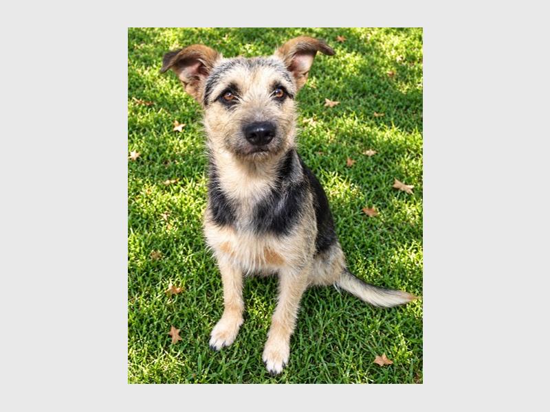 Five lovable pets at the Boksburg SPCA are hoping their next stop will be a forever home. Could one of them be the missing piece in your family?