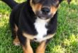 Black, brown and white puppy sitting on grass