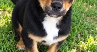 Black, brown and white puppy sitting on grass