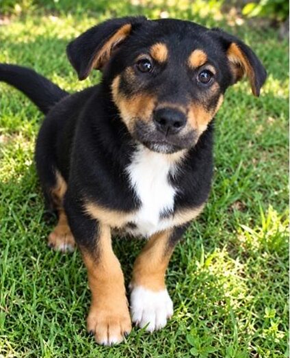 Black, brown and white puppy sitting on grass